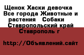 Щенок Хаски девочка - Все города Животные и растения » Собаки   . Ставропольский край,Ставрополь г.